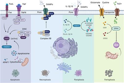 The unfolding story of dying tumor cells during cancer treatment